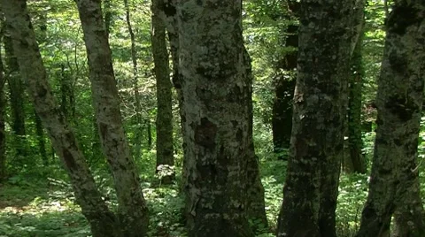 Mountain forest Stock Footage