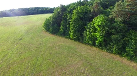 Mountain forest Stock Footage 52155985