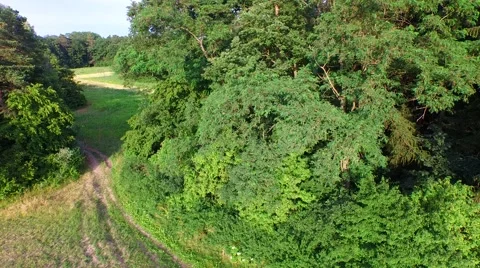 Mountain forest Stock Footage 52156344