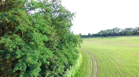 Mountain forest Stock Footage 52156460