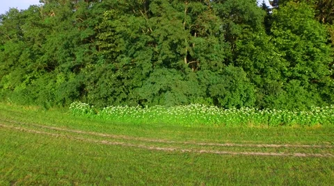 Mountain forest Stock Footage 52156710