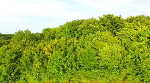 Mountain forest Stock Footage 52156800