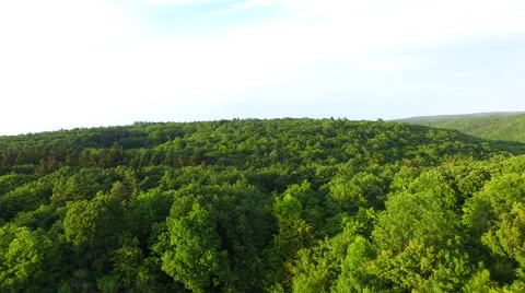 Mountain forest Stock Footage 52156804