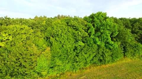 Mountain forest Stock Footage 52157178