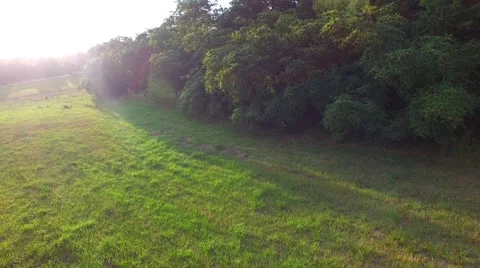 Mountain forest Stock Footage 52157413