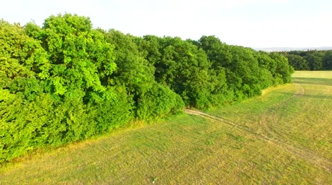 Mountain forest Stock Footage 52157670