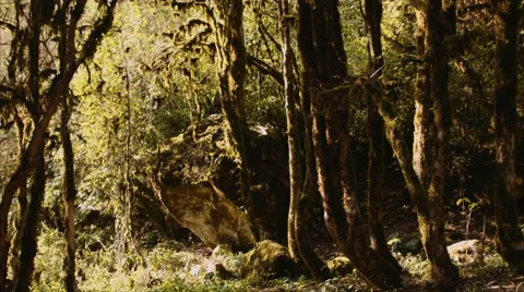 Mountain forest Stock Footage 68018667