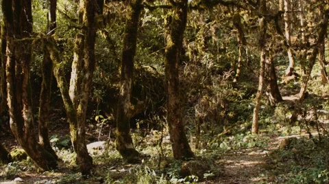 Mountain forest Stock Footage 68018668