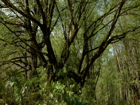 Mountain forest Видео 71951667