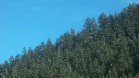 MOUNTAIN FOREST 스톡 동영상 75009583