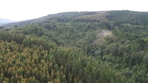 Mountain forest Stock Footage 77049112