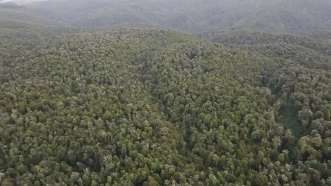 Mountain forest Stock Footage 77049236