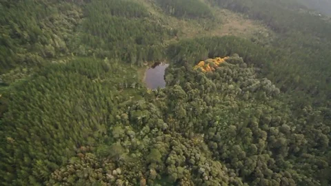 Mountain forest Stock-Footage 77049241