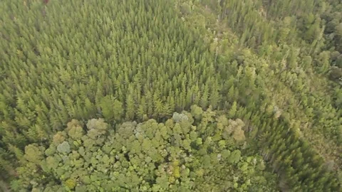 Mountain forest Stock Footage 77129469