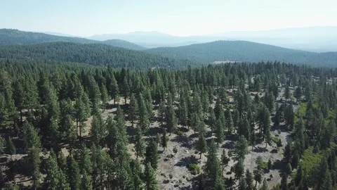 Mountain forest 動画素材 132020165