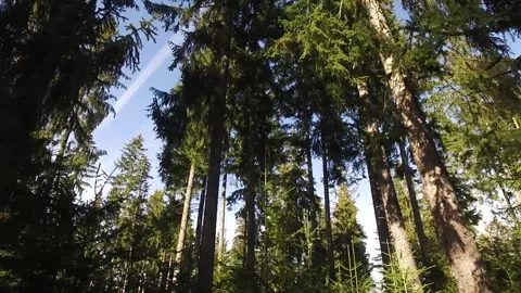 Mountain forest Stock Footage 143393564