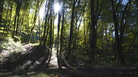 Mountain forest Stock Footage 143988910