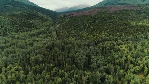 Mountain forest Video stock 154529045