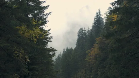 Mountain forest. Stock Footage 238829195