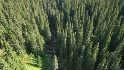 Mountain forest Stock Footage 251144555