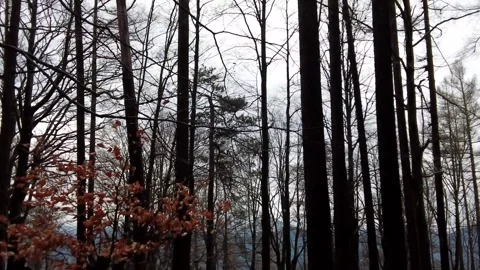 Mountain Forest Video stock 272587009