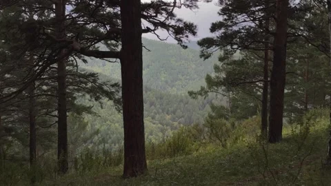 Mountain forest Video stock 283469130