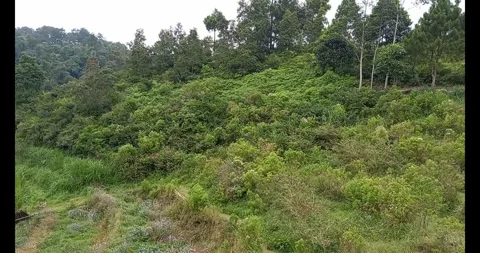 Mountain forest Stock Footage 285827494