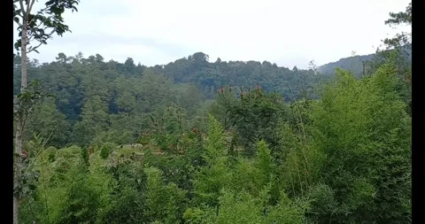 Mountain forest Stock Footage 285827573