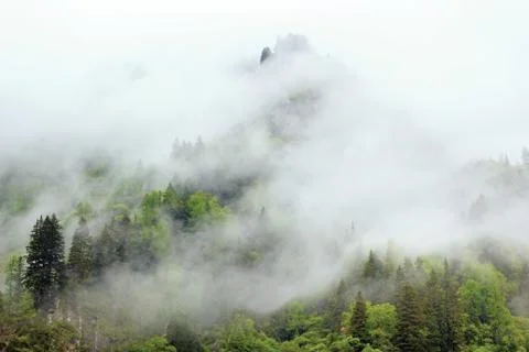 Mountain with forest hidden in the mist Stock Photos