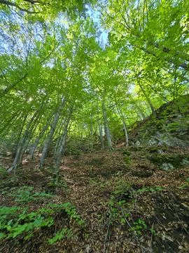 Mountain forest on a high slope Stock Photos