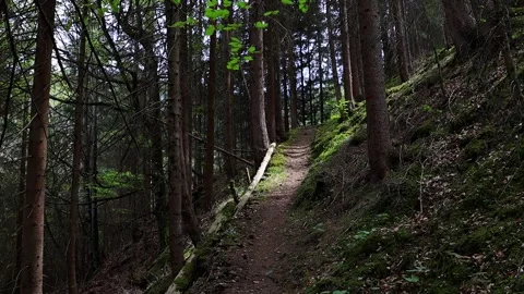 A mountain forest hiking path 4k video 库存影片 334180567