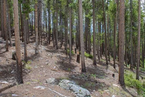 Mountain forest on hill 写真素材
