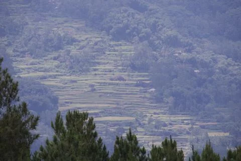 A mountain with a forest on it Stock Photos