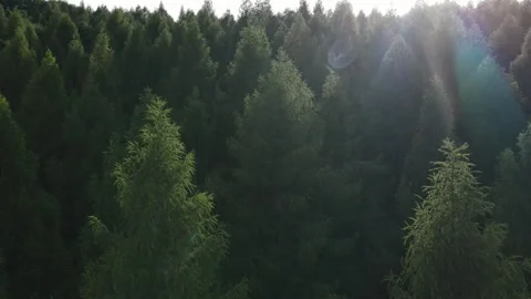Mountain forest landscape aerial flight in amazing sunny light Stock Footage 279320073