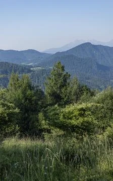 Mountain Forest Landscape with Distant Peaks on a Clear Summer Day Foto stock
