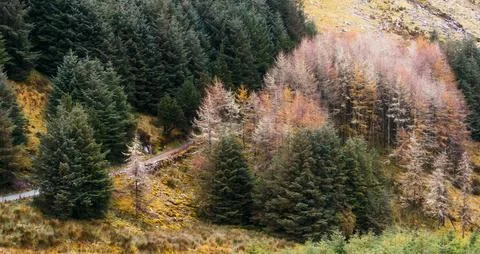 Mountain forest landscape in fall showcasing diverse conifer trees Stockfoto's
