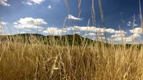 Mountain Forest Landscape With Flower Grass And Blue Sky With Clouds In Natural Stock Footage 149933990