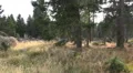 Mountain forest landscape pan near Brocken peak destination HD Footage