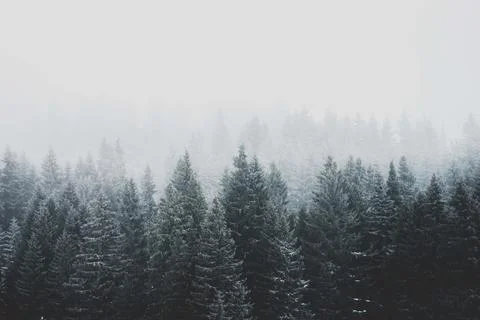 Mountain forest landscape Stock Photos