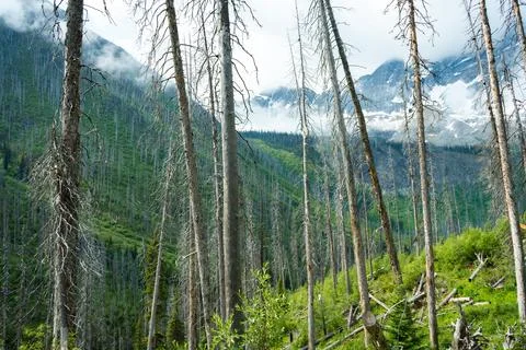 Mountain Forest Landscape Stock Photos