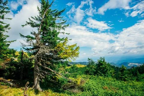 Mountain Forest Landscape Stock Photos