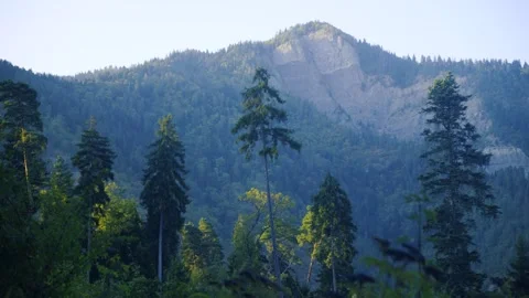 Mountain Forest Landscape With Pine Trees And Clear Sky, Nature Conservation Vidéo 335471632