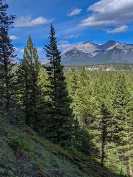 Mountain Forest Landscape With Pine Trees and a Clear Blue Sky Over Rugged Peaks Stock Photos