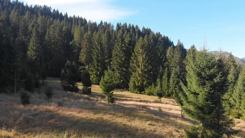 Mountain forest landscape. Shooting trees from a quadrocopter. Beautiful Stock Footage 96492292