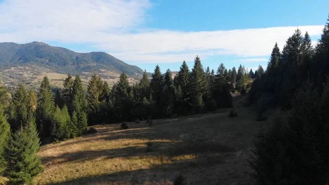 Mountain forest landscape. Shooting trees from a quadrocopter. Beautiful Stock Footage 96492649