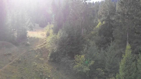 Mountain forest landscape. Shooting trees from a quadrocopter. Beautiful Stock Footage 96493993