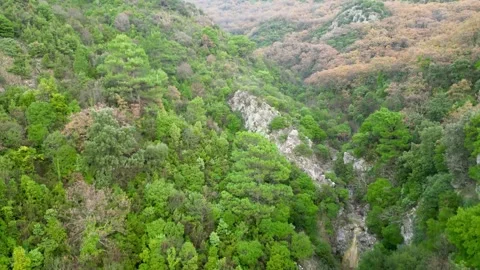 Mountain forest with lush green tree cover, natural landscape Stock Footage 264080167