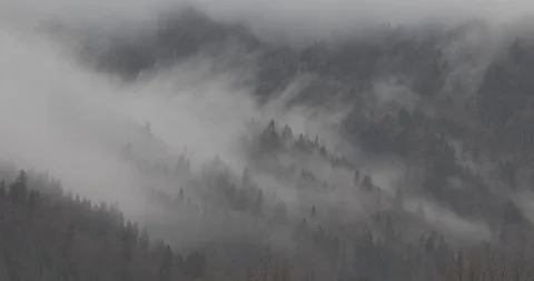 Mountain forest in the mist - 4K, AppleProRes 422 Stock Footage 92314344
