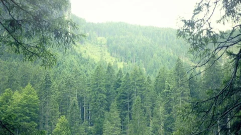 Mountain forest with mistic, evening peaceful atmosphere. Stock Footage 78554691