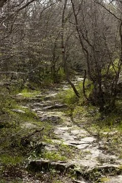 Mountain forest in Montenegro in spring. Vertical. Stock Photos
